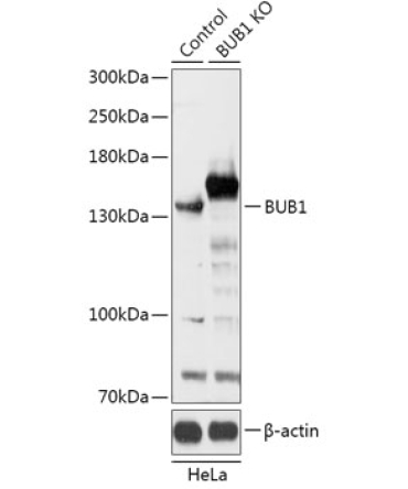 BUB1 Rabbit Polyclonal Antibody [KO Validated]
