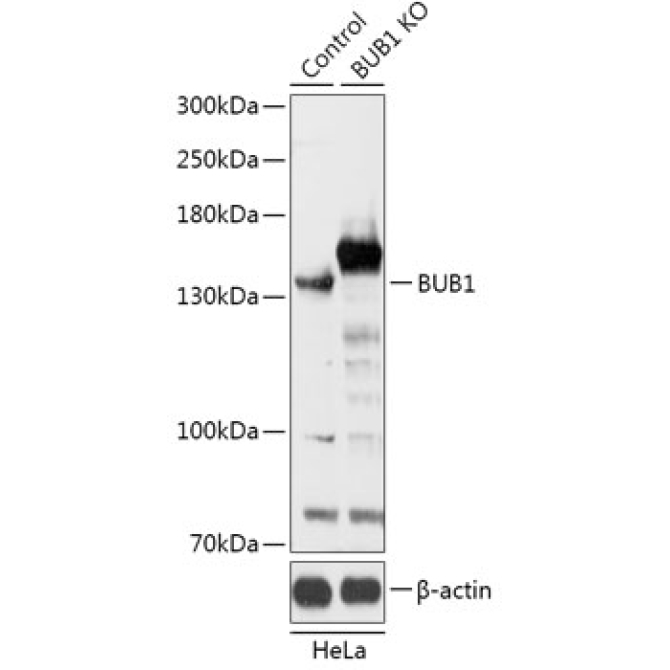 BUB1 Rabbit Polyclonal Antibody [KO Validated]