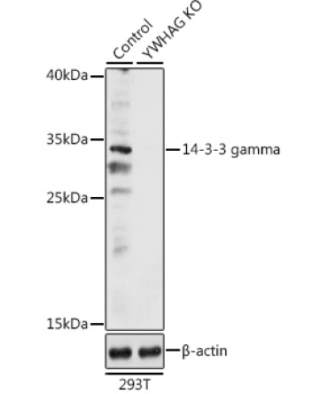 14-3-3 gamma Rabbit Polyclonal Antibody [KO Validated]