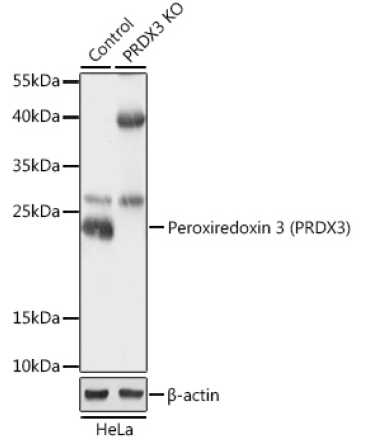 Peroxiredoxin 3 (PRDX3) Rabbit Polyclonal Antibody [KO Validated]