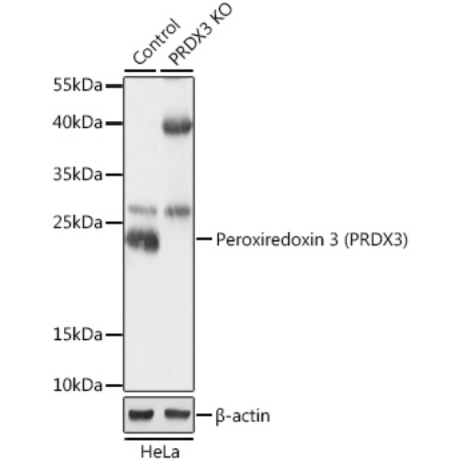Peroxiredoxin 3 (PRDX3) Rabbit Polyclonal Antibody [KO Validated]