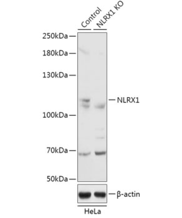 NLRX1 Rabbit Polyclonal Antibody [KO Validated]