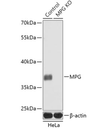MPG Rabbit Polyclonal Antibody [KO Validated]
