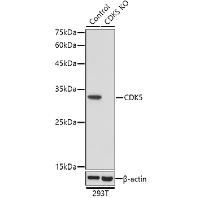 CDK5 Rabbit Polyclonal Antibody [KO Validated]