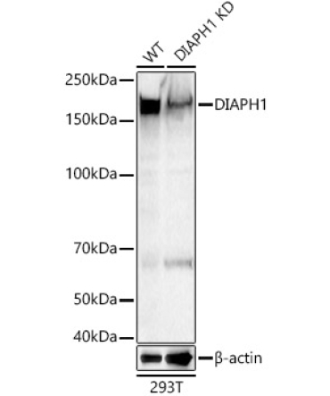 DIAPH1 Rabbit Polyclonal Antibody [KD Validated]