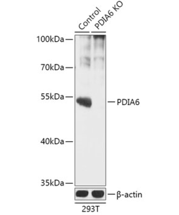PDIA6 Rabbit Polyclonal Antibody [KO Validated]