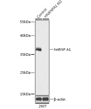 hnRNP A1 Rabbit Polyclonal Antibody [KO Validated]