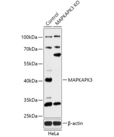 MAPKAPK3 Rabbit Polyclonal Antibody [KO Validated]