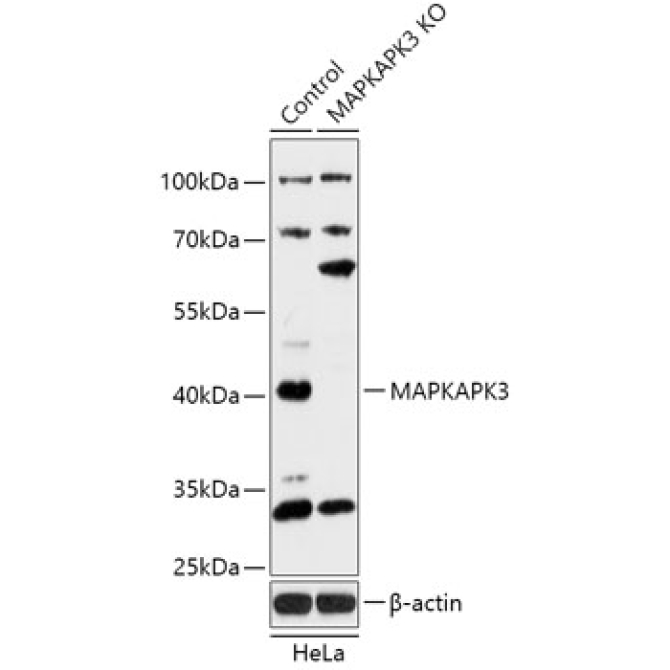 MAPKAPK3 Rabbit Polyclonal Antibody [KO Validated]