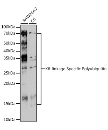 K6-linkage Specific Polyubiquitin Rabbit Polyclonal Antibody