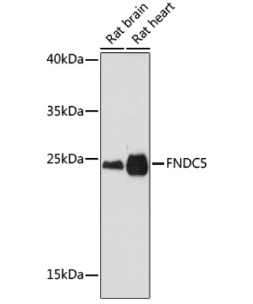 FNDC5 Rabbit Polyclonal Antibody