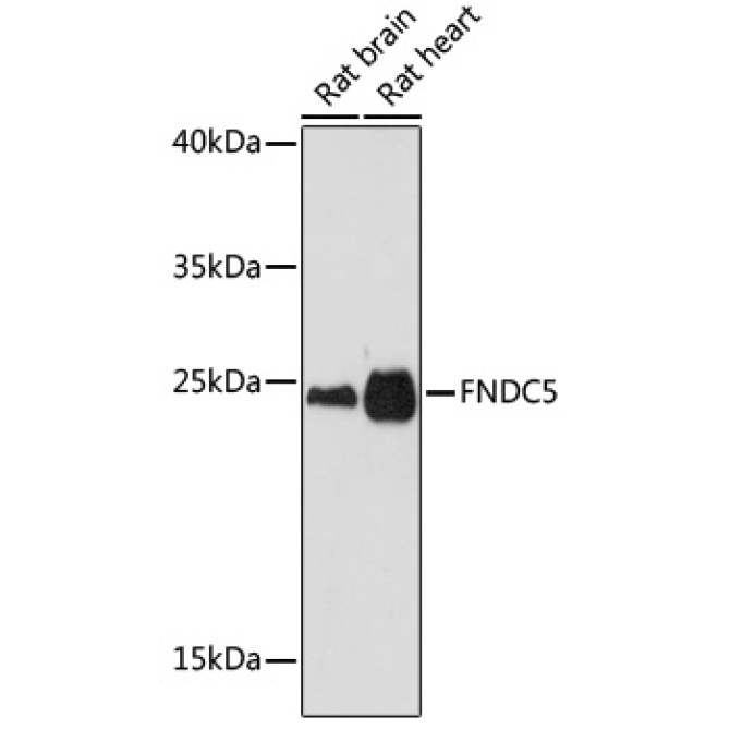 FNDC5 Rabbit Polyclonal Antibody