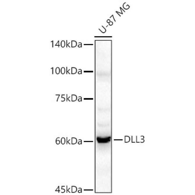 DLL3 Rabbit Polyclonal Antibody