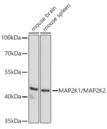 MEK1/MEK2 Rabbit Polyclonal Antibody