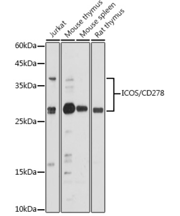 ICOS/CD278 Rabbit Polyclonal Antibody
