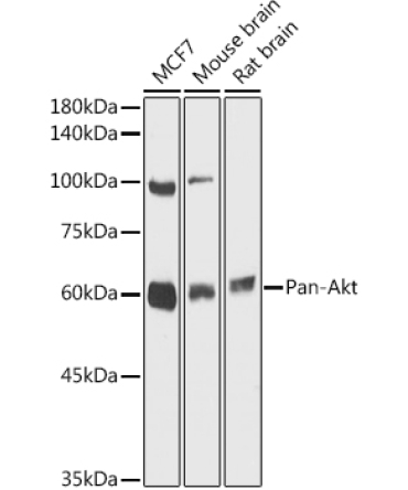 Pan-Akt Rabbit Polyclonal Antibody