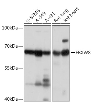 FBXW8 Rabbit Polyclonal Antibody