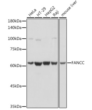 FANCC Rabbit Polyclonal Antibody
