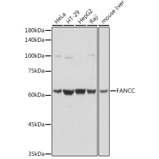FANCC Rabbit Polyclonal Antibody