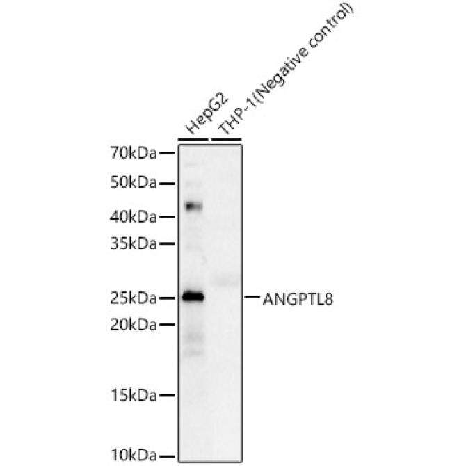 ANGPTL8 Rabbit Polyclonal Antibody