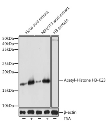 Acetyl-Histone H3-K23 Rabbit Polyclonal Antibody