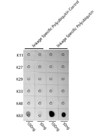 K63-linkage Specific Polyubiquitin Rabbit Polyclonal Antibody
