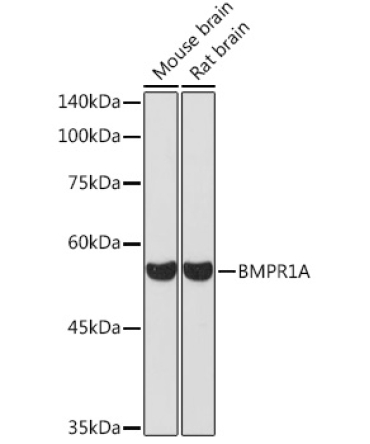 BMPR1A Rabbit Polyclonal Antibody
