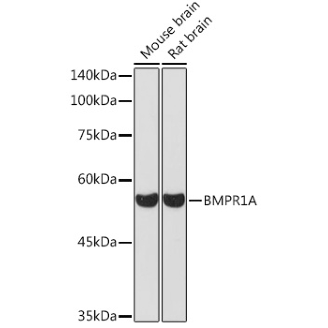 BMPR1A Rabbit Polyclonal Antibody