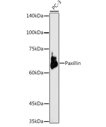 Paxillin Rabbit Polyclonal Antibody