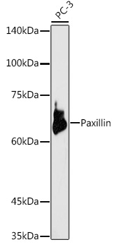 Paxillin Rabbit Polyclonal Antibody