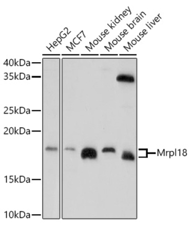Mrpl18 Rabbit Polyclonal Antibody
