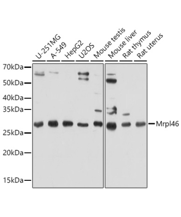 Mrpl46 Rabbit Polyclonal Antibody