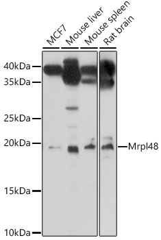 Mrpl48 Rabbit Polyclonal Antibody