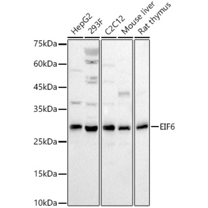 EIF6 Rabbit Polyclonal Antibody