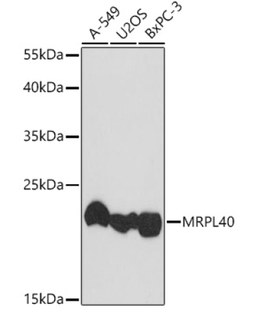 MRPL40 Rabbit Polyclonal Antibody