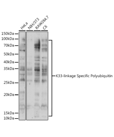 K33-linkage Specific Polyubiquitin Rabbit Polyclonal Antibody