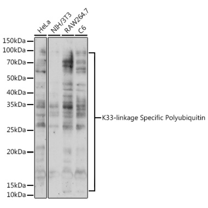 K33-linkage Specific Polyubiquitin Rabbit Polyclonal Antibody