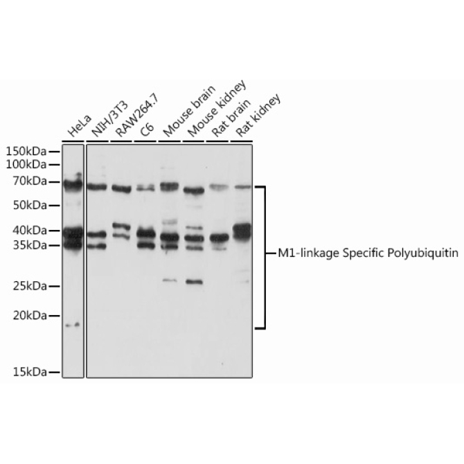 M1-linkage Specific Polyubiquitin Rabbit Polyclonal Antibody