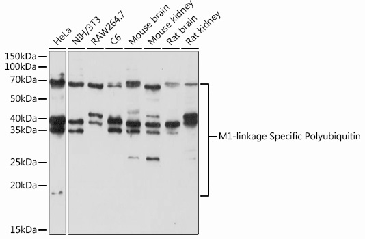 M1-linkage Specific Polyubiquitin Rabbit Polyclonal Antibody