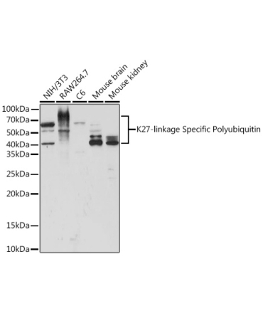 K27-linkage Specific Polyubiquitin Rabbit Polyclonal Antibody