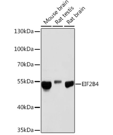 EIF2B4 Rabbit Polyclonal Antibody