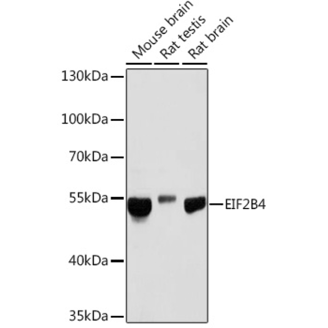 EIF2B4 Rabbit Polyclonal Antibody