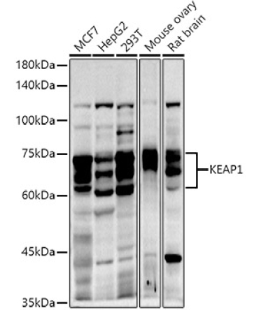 KEAP1 Rabbit Polyclonal Antibody