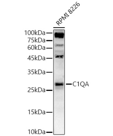 C1QA Rabbit Polyclonal Antibody