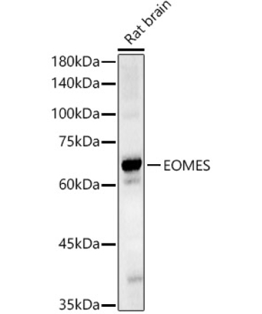 EOMES Rabbit Polyclonal Antibody