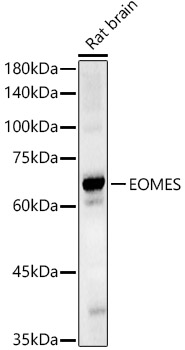 EOMES Rabbit Polyclonal Antibody
