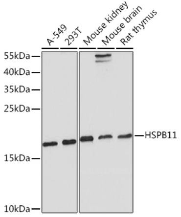 HSPB11 Rabbit Polyclonal Antibody