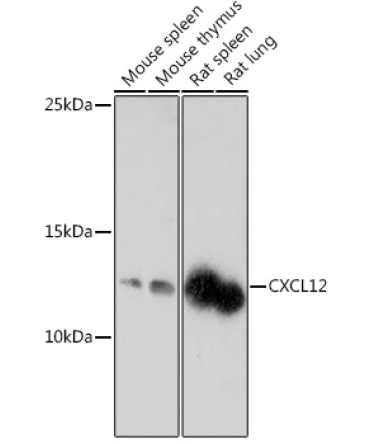 CXCL12 Rabbit Polyclonal Antibody