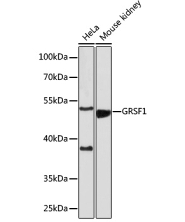 GRSF1 Rabbit Polyclonal Antibody