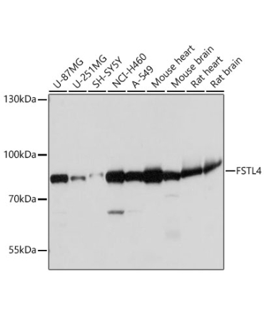 FSTL4 Rabbit Polyclonal Antibody
